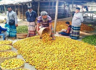 বাগেরহাটে সুপারির ব্যাপক ফলন, অর্থনীতিতে নতুন সম্ভাবনার প্রত্যাশা