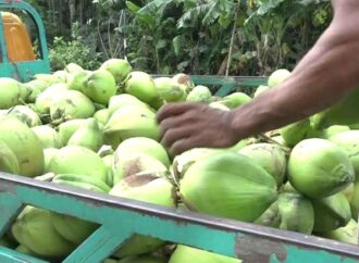 লক্ষ্মীপুরে ৫০ কোটি টাকার ডাব বিক্রির লক্ষ্যমাত্রা নির্ধারণ