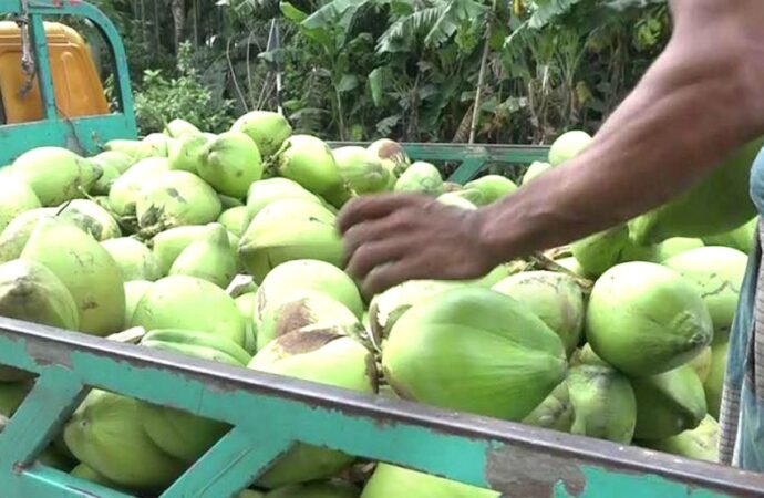 লক্ষ্মীপুরে ৫০ কোটি টাকার ডাব বিক্রির লক্ষ্যমাত্রা নির্ধারণ