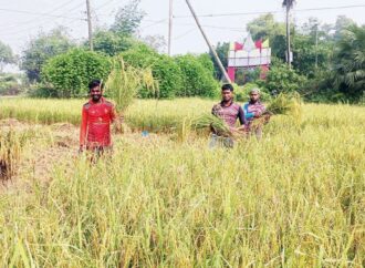 কুমিল্লার কৃষকদের খুশি আমন ধানের বাম্পার ফলনে
