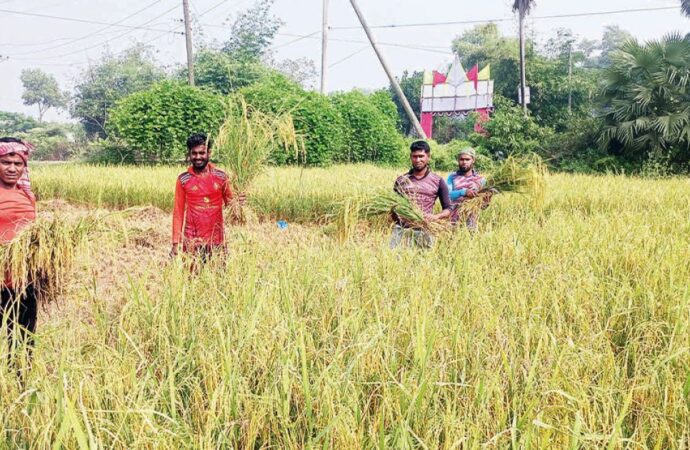 কুমিল্লার কৃষকদের খুশি আমন ধানের বাম্পার ফলনে