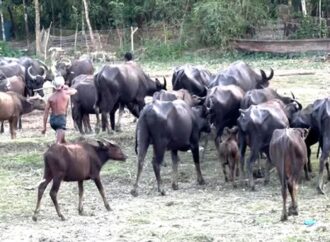 দশমিনায় গরু-মহিষে অর্থনীতির চাকা ঘুরছে