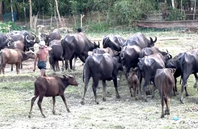 দশমিনায় গরু-মহিষে অর্থনীতির চাকা ঘুরছে