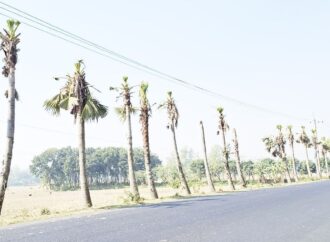 নওগাঁয় বিদ্যুতের লাইনের নিরাপত্তায় তালগাছ কাটা: পরিবেশে ক্ষতি নিয়ে ক্ষোভ
