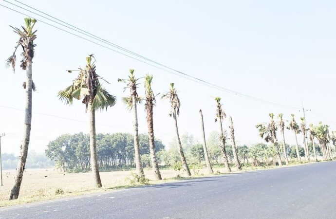নওগাঁয় বিদ্যুতের লাইনের নিরাপত্তায় তালগাছ কাটা: পরিবেশে ক্ষতি নিয়ে ক্ষোভ
