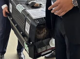 তারেক রহমানের সঙ্গে দেশে ফিরল প্রিয় পোষা বিড়াল ‘জেবু’