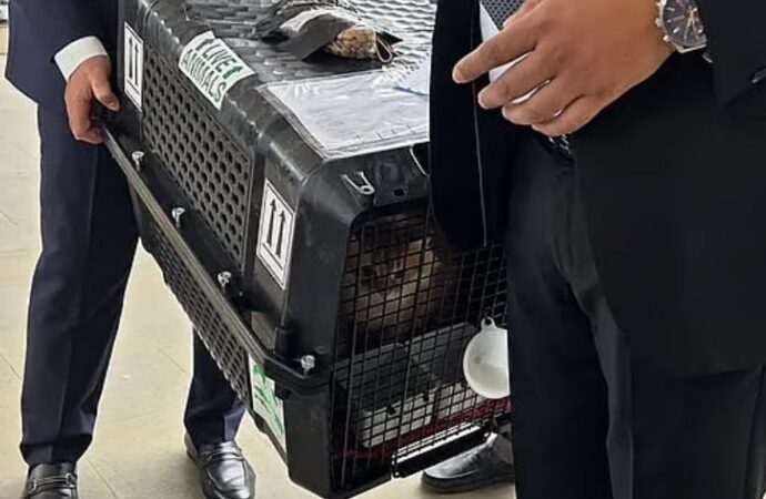 তারেক রহমানের সঙ্গে দেশে ফিরল প্রিয় পোষা বিড়াল ‘জেবু’