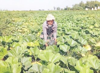 সারিয়াকান্দির চরাঞ্চলে মিষ্টি কুমড়া চাষে কৃষকের স্বাবলম্বী হওয়ার গল্প