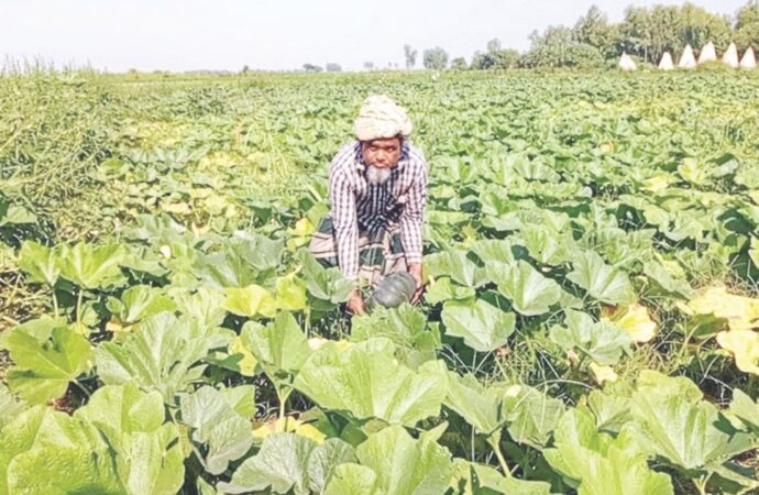 সারিয়াকান্দির চরাঞ্চলে মিষ্টি কুমড়া চাষে কৃষকের স্বাবলম্বী হওয়ার গল্প
