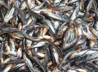 মেঘনা নদীতে নিষিদ্ধ জাল ও চাই ব্যবহার করে পাঙ্গাসের পোনা নিধনের মহোৎসব অব্যাহত