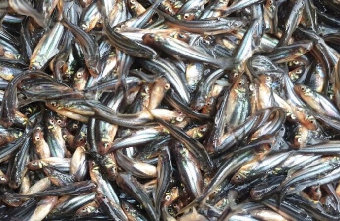 মেঘনা নদীতে নিষিদ্ধ জাল ও চাই ব্যবহার করে পাঙ্গাসের পোনা নিধনের মহোৎসব অব্যাহত