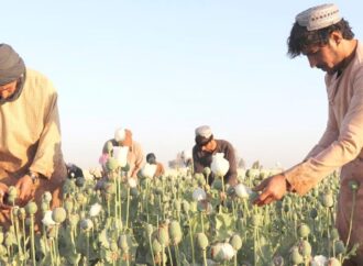 নিষেধাজ্ঞার কারণে আফগান কৃষকদের বড় ক্ষতি: জাতিসংঘ