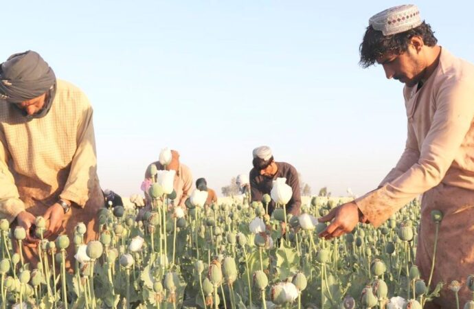 নিষেধাজ্ঞার কারণে আফগান কৃষকদের বড় ক্ষতি: জাতিসংঘ