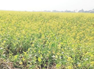 কুষ্টিয়ার দৌলতপুরে সরিষা চাষে কৃষকের মুখে সুখের হাসি