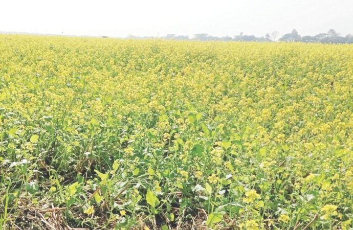 কুষ্টিয়ার দৌলতপুরে সরিষা চাষে কৃষকের মুখে সুখের হাসি