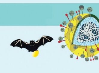 ৩৫ জেলায় নিপাহ ভাইরাস, খেজুর রস ও অ-মৌসুমি সংক্রমণে সতর্কতা