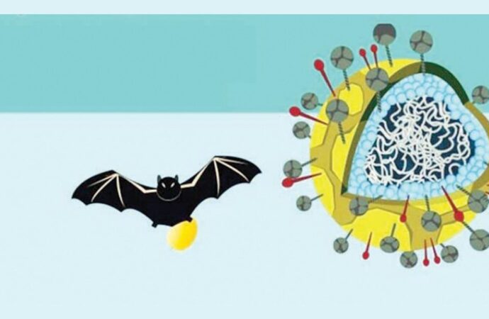 ৩৫ জেলায় নিপাহ ভাইরাস, খেজুর রস ও অ-মৌসুমি সংক্রমণে সতর্কতা