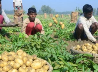খুলনা ও বগুড়ায় শীত মৌসুমে আলু চাষ ও রপ্তানি কার্যক্রম জোরদার