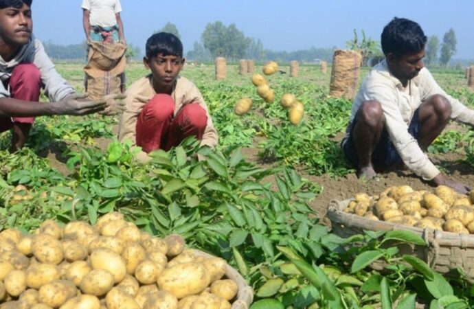 খুলনা ও বগুড়ায় শীত মৌসুমে আলু চাষ ও রপ্তানি কার্যক্রম জোরদার