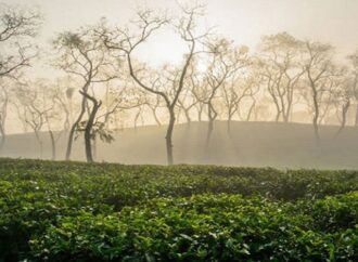 শ্রীমঙ্গলে মৌসুমের শেষভাগে তীব্র শীত, তাপমাত্রা ৯.৬ ডিগ্রি সেলসিয়াস