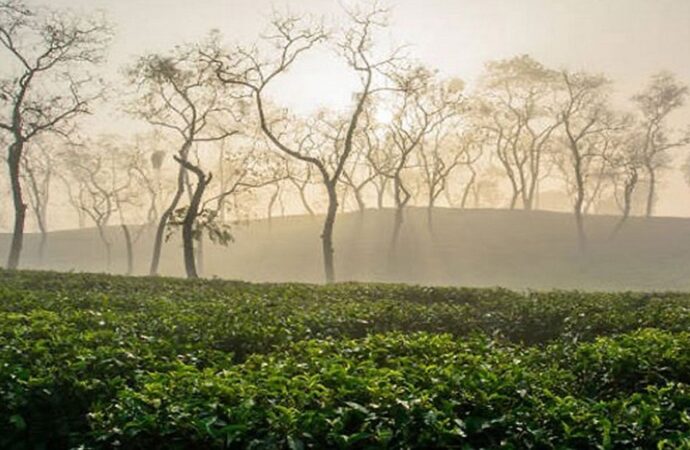 শ্রীমঙ্গলে মৌসুমের শেষভাগে তীব্র শীত, তাপমাত্রা ৯.৬ ডিগ্রি সেলসিয়াস