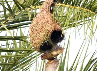 জীবননগরে তাল গাছের সংকট ও বাবুই পাখির অস্তিত্বের লড়াই