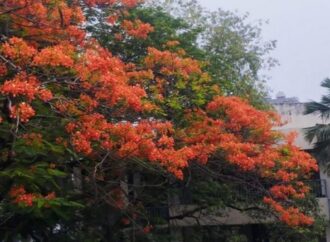 আজ পয়লা ফাল্গুন, বসন্ত এসে গেছে