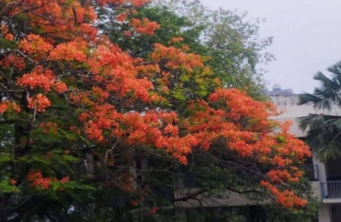 আজ পয়লা ফাল্গুন, বসন্ত এসে গেছে