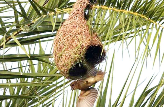 জীবননগরে তাল গাছের স্বল্পতা ও বাবুই পাখির অস্তিত্বের সংকট