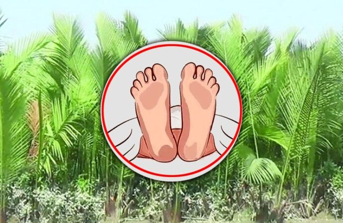 গোলপাতার খেতে বৃদ্ধের রক্তাক্ত মৃতদেহ উদ্ধার