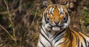 থাইল্যান্ডের সাফারি পার্কে প্রাণঘাতী ভাইরাসে ৭২ বাঘের মৃত্যু