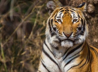 থাইল্যান্ডের সাফারি পার্কে প্রাণঘাতী ভাইরাসে ৭২ বাঘের মৃত্যু