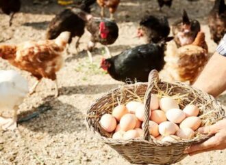 সৌদি আরবের ডিম ও মুরগি আমদানিতে নিষেধাজ্ঞা বাংলাদেশসহ ৪০ দেশের জন্য