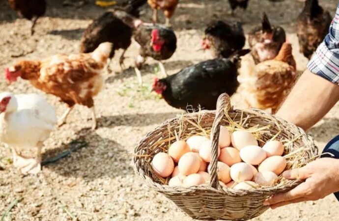 সৌদি আরবের ডিম ও মুরগি আমদানিতে নিষেধাজ্ঞা বাংলাদেশসহ ৪০ দেশের জন্য