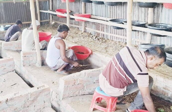 নওগাঁয়ে জনপ্রিয় হয়ে উঠছে কালো সৈনিক পোকা, প্রোটিনের বিকল্প হিসেবে নতুন দিগন্ত