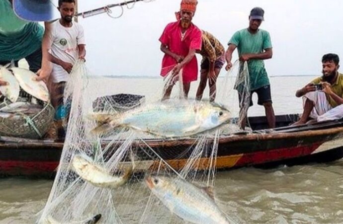 পদ্মা-মেঘনায় দুই মাস ইলিশ ধরা বন্ধ