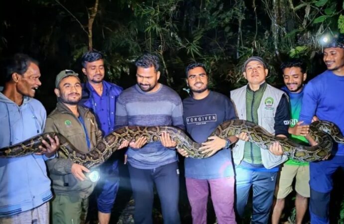 কমলগঞ্জে ৪০ কেজি ওজনের অজগর সাপ উদ্ধার, লাউয়াছড়া বনে মুক্ত