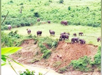 গারো পাহাড়ে হাতি-মানুষের দ্বন্দ্বের সমাধান কী?