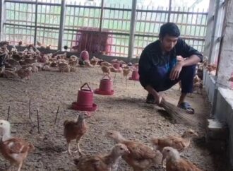 ঠাকুরগাঁওয়ে পোল্ট্রি খাতের মুখে অন্ধকার, শত শত খামার বন্ধ