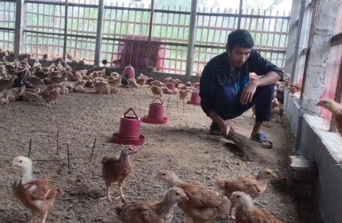 ঠাকুরগাঁওয়ে পোল্ট্রি খাতের মুখে অন্ধকার, শত শত খামার বন্ধ