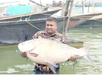 পদ্মায় পাওয়া গেল ২৫ কেজির বিশাল কাতলা, বিক্রি হলো অর্ধ লাখ টাকায়