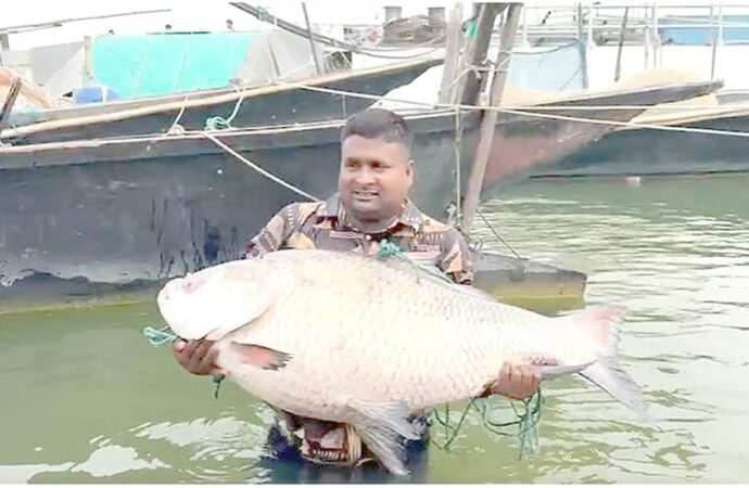 পদ্মায় পাওয়া গেল ২৫ কেজির বিশাল কাতলা, বিক্রি হলো অর্ধ লাখ টাকায়