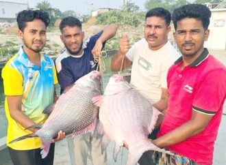 দৌলত‌দিয়ার পদ্মায় জেলের জালে ৯১ হাজার টাকার দুই কাতল ধরা পড়েছে