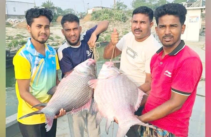 দৌলত‌দিয়ার পদ্মায় জেলের জালে ৯১ হাজার টাকার দুই কাতল ধরা পড়েছে