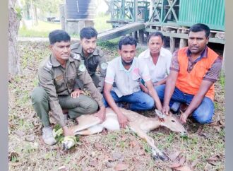 শরণখোলায় বাড়ি থেকে উদ্ধার করা চিত্রল হরিণের মুক্তি বন্যে