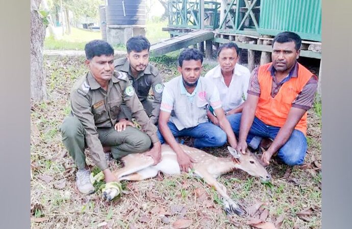 শরণখোলায় বাড়ি থেকে উদ্ধার করা চিত্রল হরিণের মুক্তি বন্যে