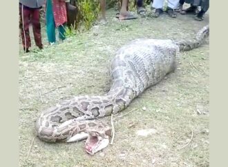 সুন্দরবন থেকে লোকালয়ে অজগর, গিলে খেল ছাগল