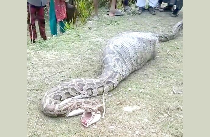 সুন্দরবন থেকে লোকালয়ে অজগর, গিলে খেল ছাগল