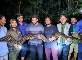 ৪০ কেজি ওজনের অজগর সাপ লাউয়াছড়া বনে অবমুক্ত