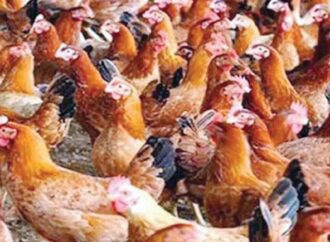 এক বছরে সোনালি মুরগির দাম বেড়েছে ৫২ শতাংশ